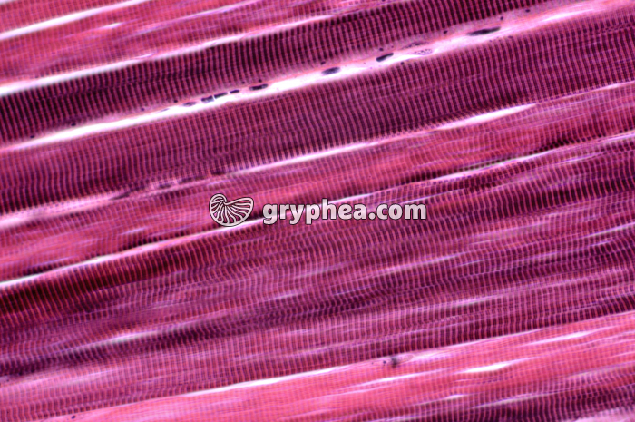 Muscle strié x160 - gryphea.com